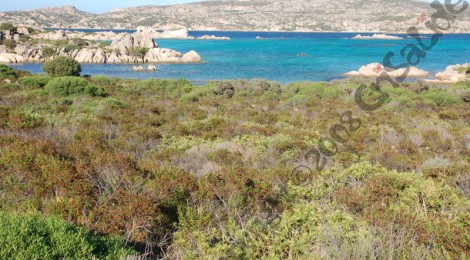 Testa del Polpo (la maddalena)